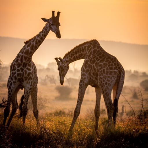 Sud Africa Giraffe
